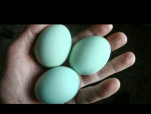 blue-eggs