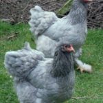 blue-eggs-hen
