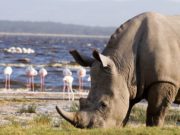 Lake Nakuru National Park Charges
