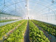 Greenhouse Profits in Kenya
