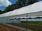 Facts About Greenhouse Farming in Kenya