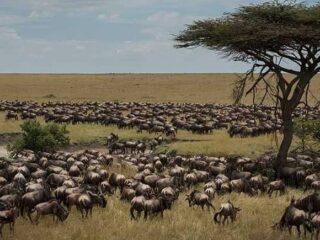 maasai-mara-migration3