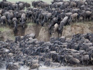 maasai-mara-migration5