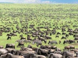 maasai-mara-migration6